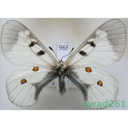 Parnassius nordmanni subsp. nordmanni (Ménetries, 1850) male Russia96f